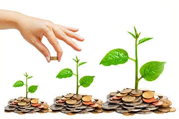 money seedlings 360x240